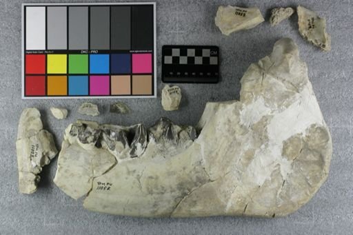 Metamynodon planiceps