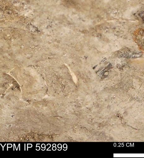 undet. Bivalvia