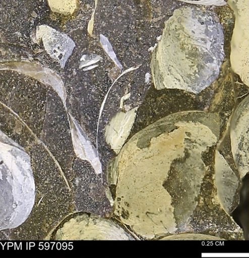 Limopsis striatopunctatus