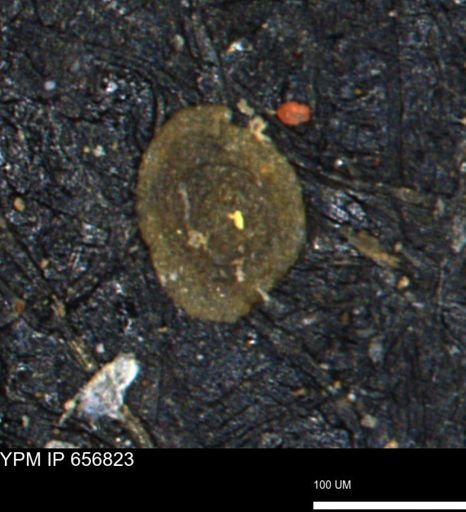 Spirolocammina subcircularis