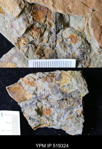 undet. Echinodermata