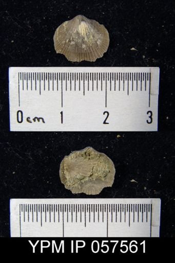 Rhipidomella sp.