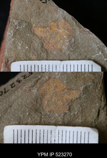 undet. Porifera