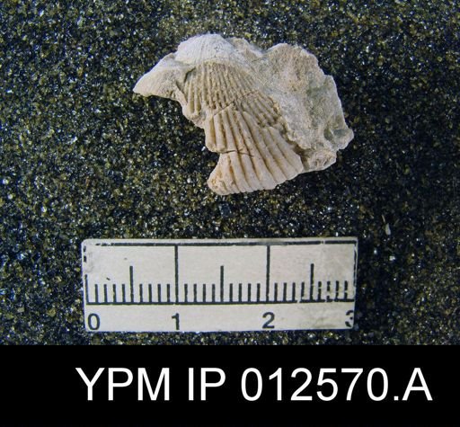 Uncinuloides guadalupensis