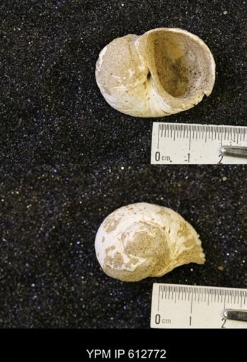 Vanikoropsis sp.