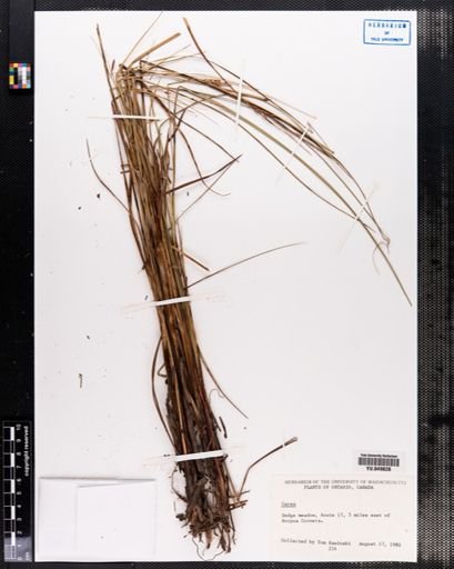 Carex