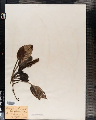 Potamogeton amplifolius