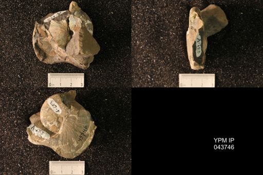 Hoploscaphites nicolletii