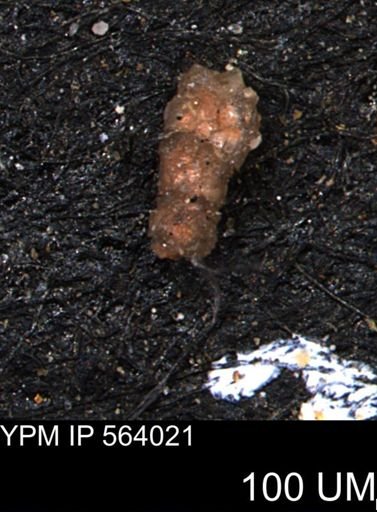 Foraminiferida