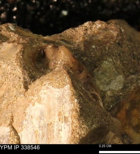undet. Mollusca