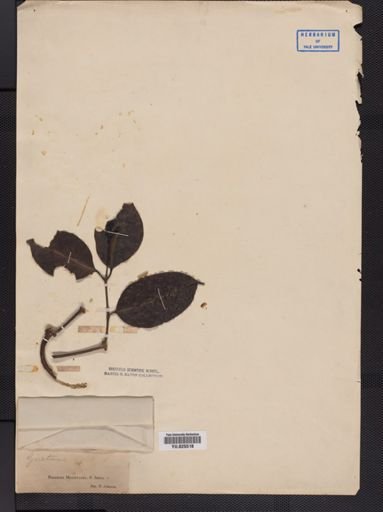 Gnetum