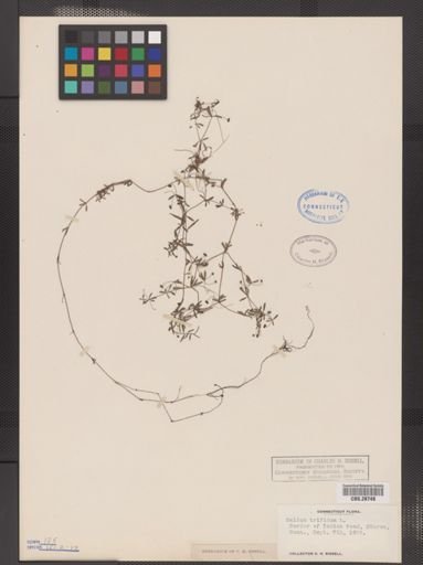 Galium trifidum