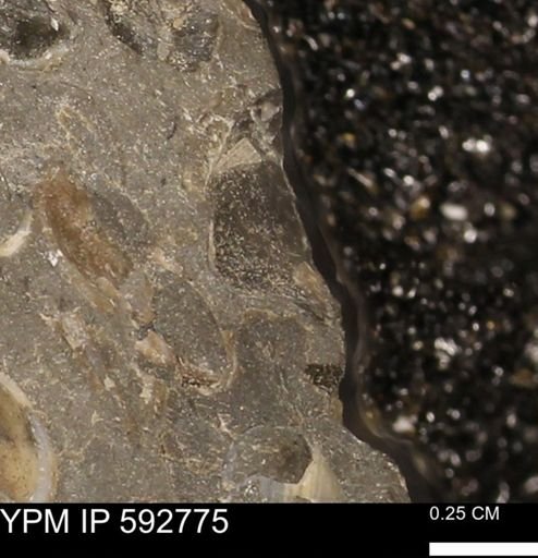 undet. Mollusca