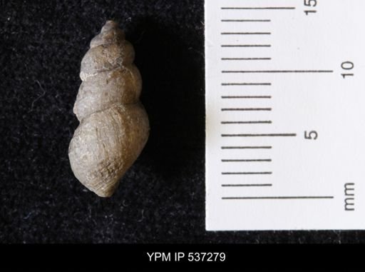 Goniobasis ortmanni