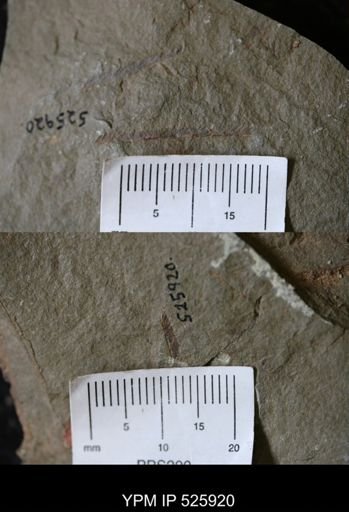 undet. Graptolithina