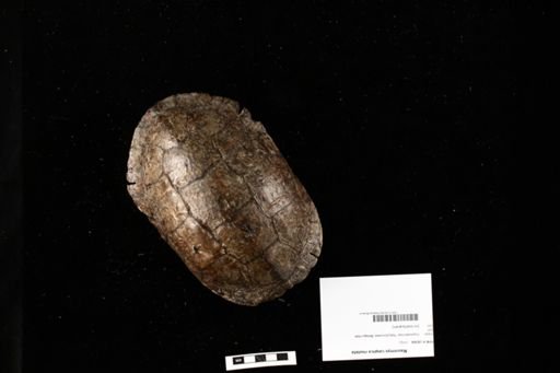 Mauremys caspica rivulata