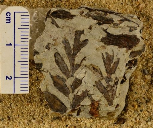 Triphyllopteris rarinervis