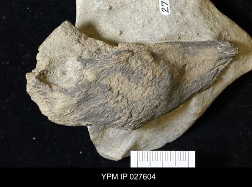 Strobilospongia