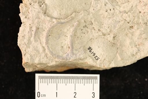 undet. Ophiurida