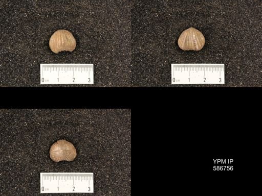 Rhynchotrema capax