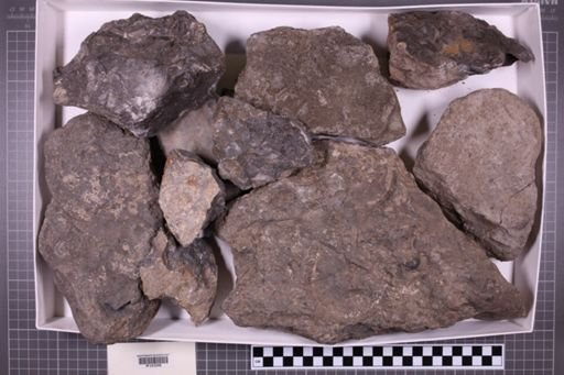 mixed taxa, stratigraphic collection