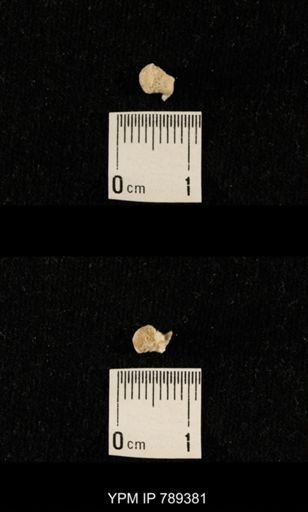 undet. Bryozoa