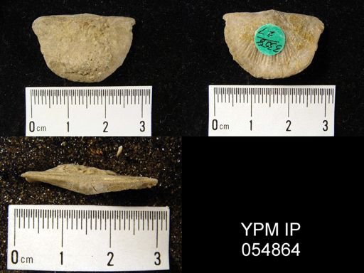 Strophonella reversa