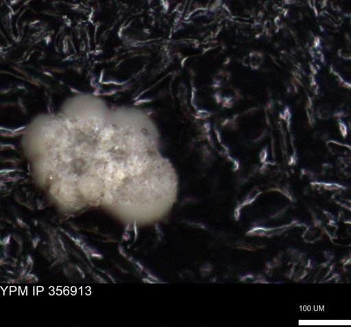 undet. Foraminiferida