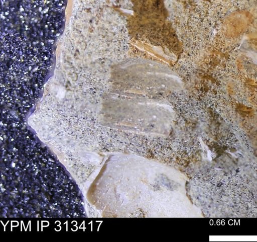 Corbicula sp.