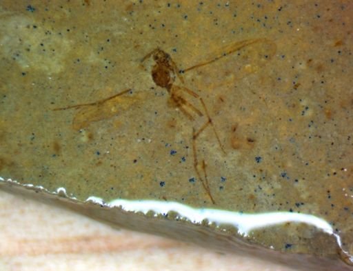 undet. Hexapoda