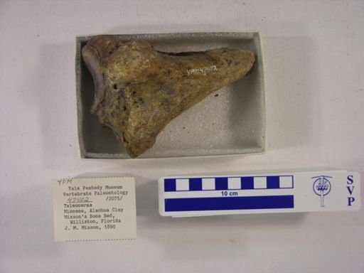 Teleoceras fossiger