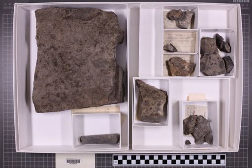 mixed taxa, stratigraphic collection