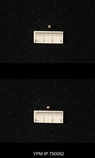 undet. Celyphiidae