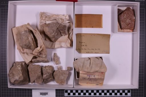 mixed taxa, stratigraphic collection