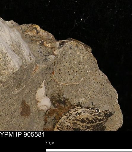 undet. Mollusca