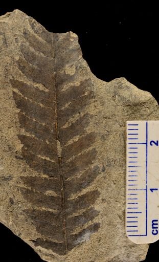 Cladophlebis methowensis