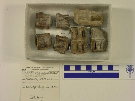 Ichthyodectes sp.