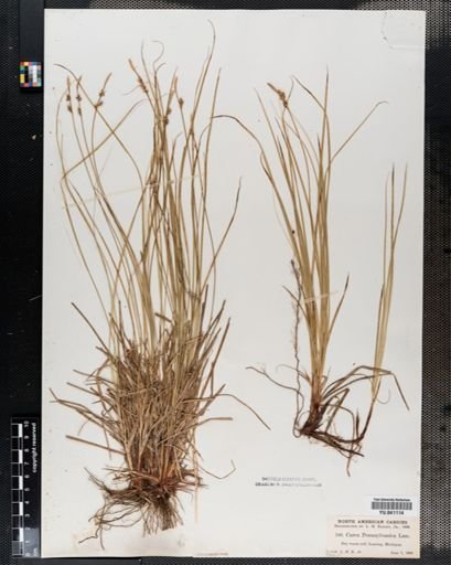 Carex pensylvanica
