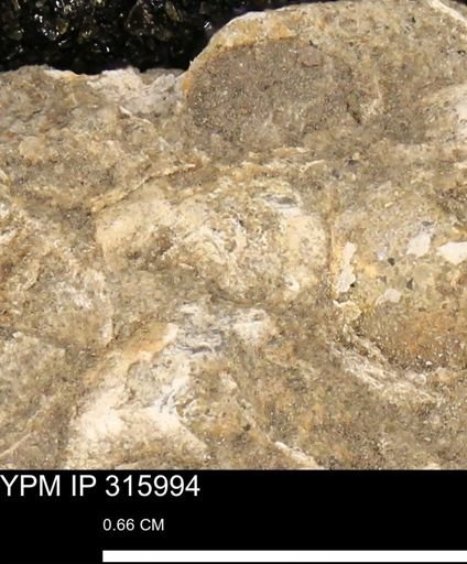undet. Mollusca