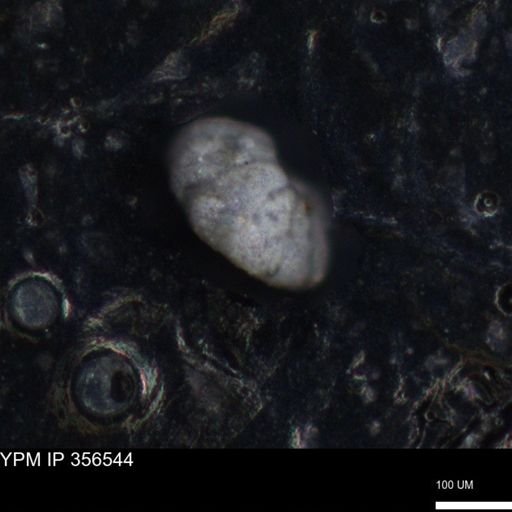 undet. Foraminiferida