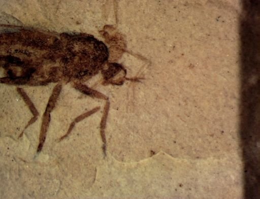 undet. Diptera
