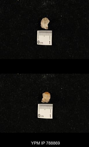 undet. Brachiopoda