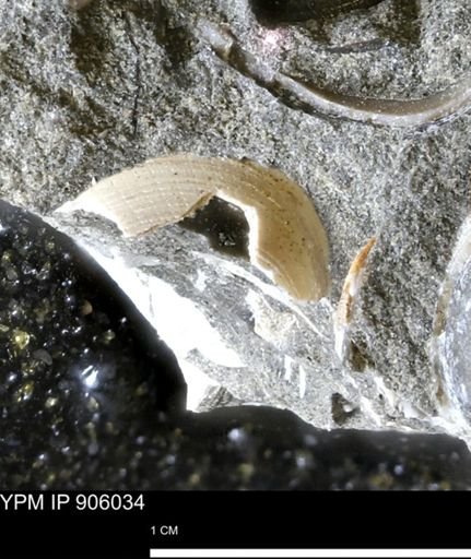 Limopsis striatopunctatus