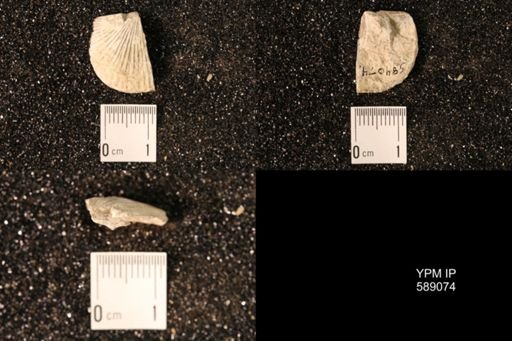 Dinorthis subquadrata