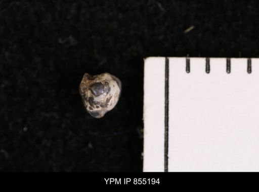 Protocardia subquadrata