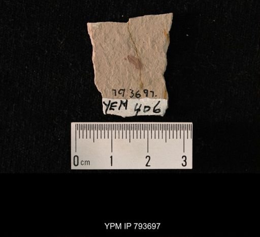 undet. Hemiptera