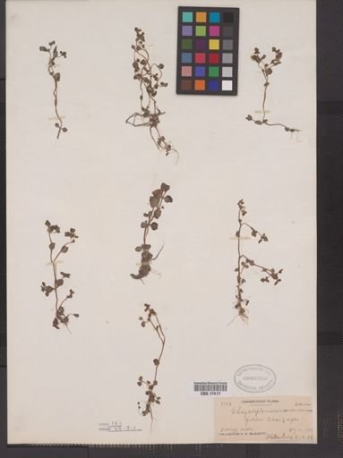 Chrysosplenium americanum