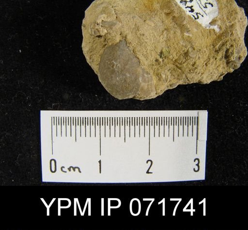 Merista tennesseensis
