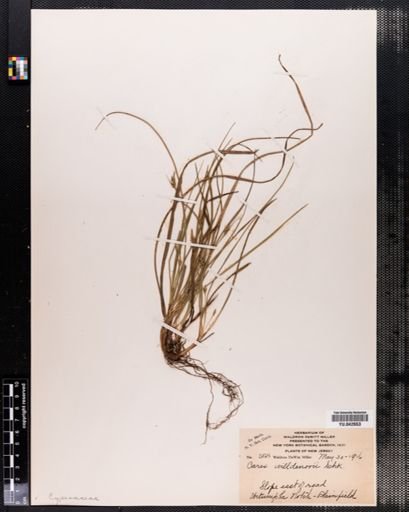 Carex willdenowii