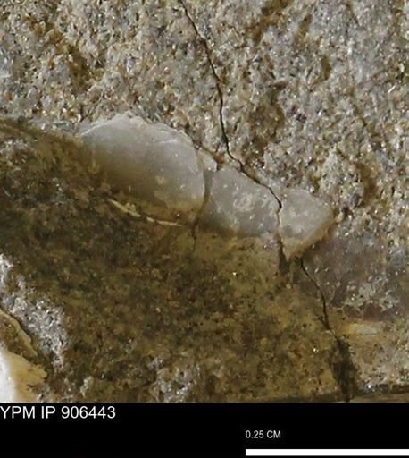 undet. Bivalvia